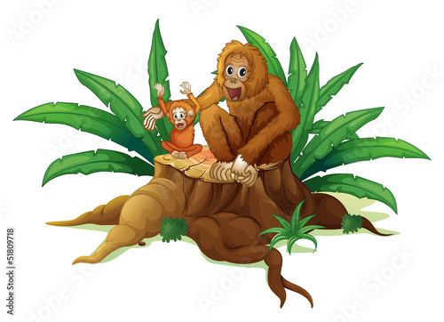 A trunk with a small and a big orangutan