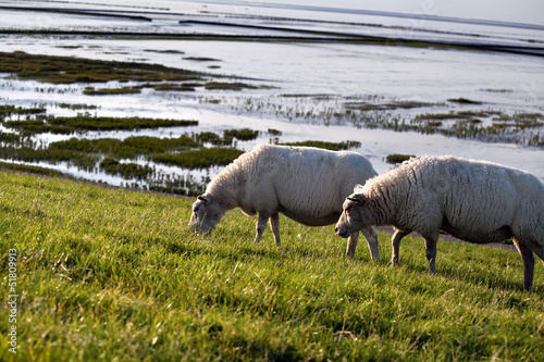 two sheep on pasture