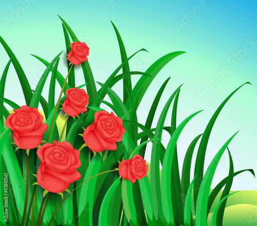 A garden with beautiful red roses