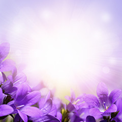 Campanula spring flowers design border background
