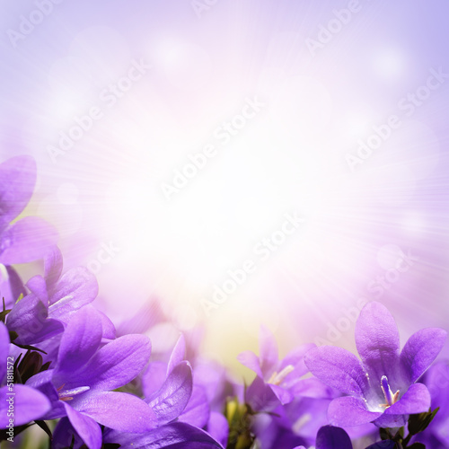Campanula spring flowers design border background photo