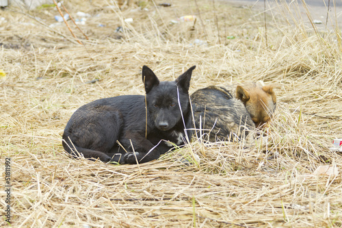 Two stray dogs