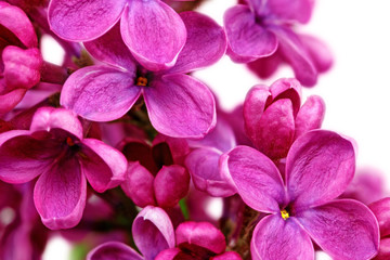 Fototapete Macro Lila Flieder als romantische Makroaufnahme  © BRIAN_KINNEY