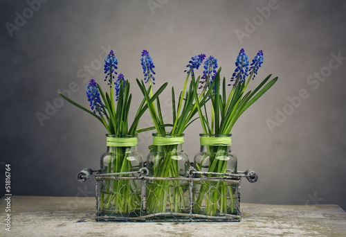 Hyacinth Still Life photo
