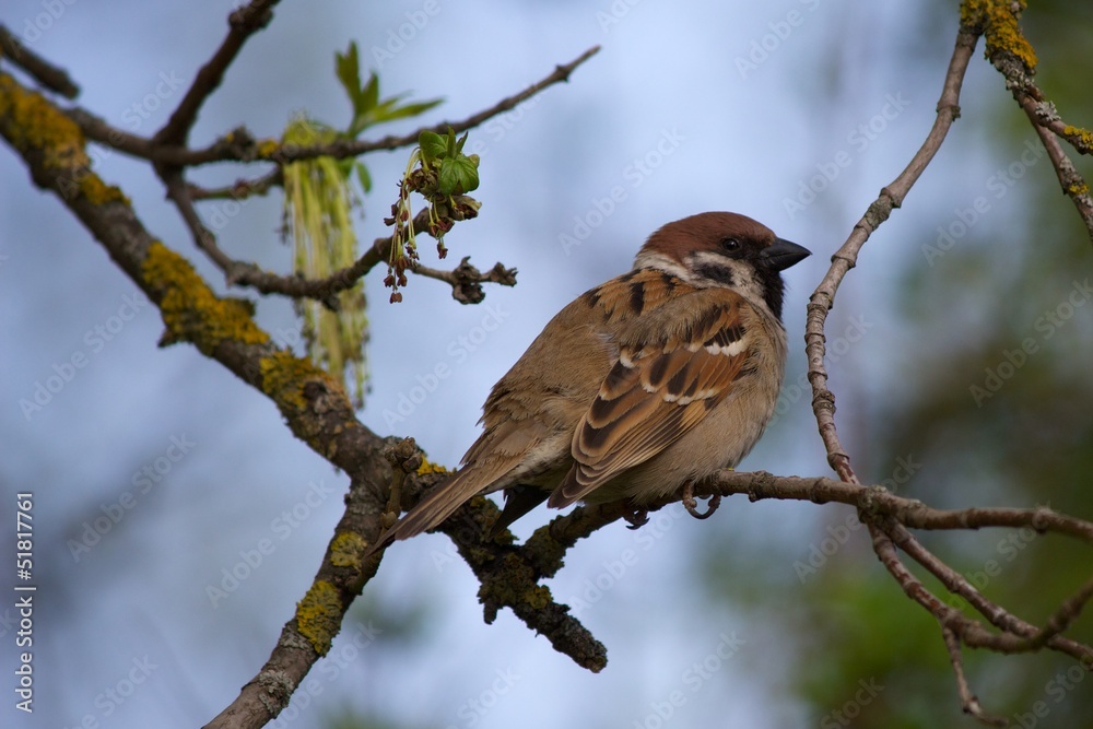 Sparrow on a spring tree looking in camera Sparrow on a spring tree looking in camera