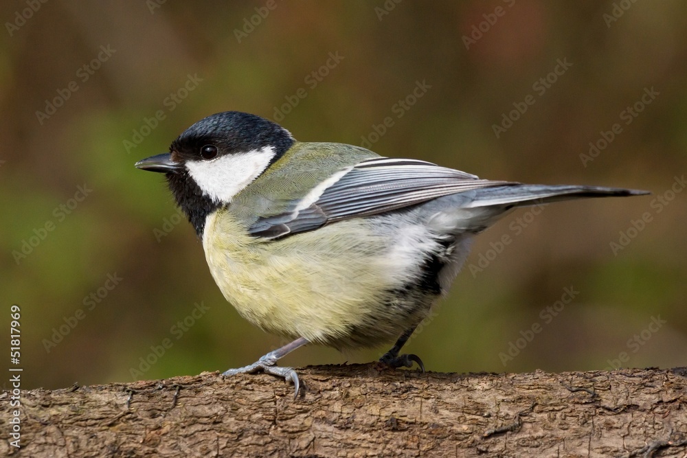 Titmouse on a branch looking left Titmouse on a branch looking left