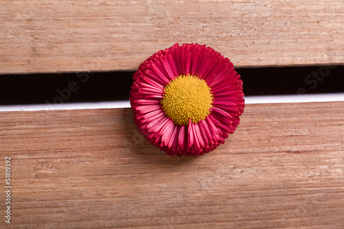 natural red daisy  spring flower