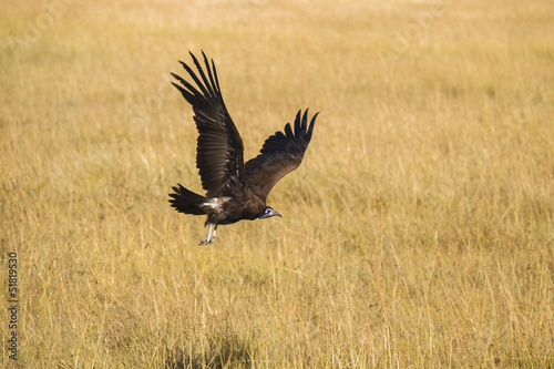 Hooded Vulture in flight, Africa