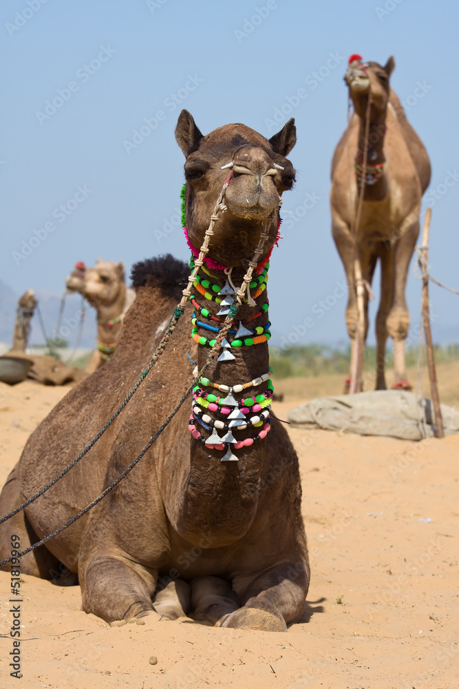 Naklejka premium Camel at the Pushkar Fair , Rajasthan, India