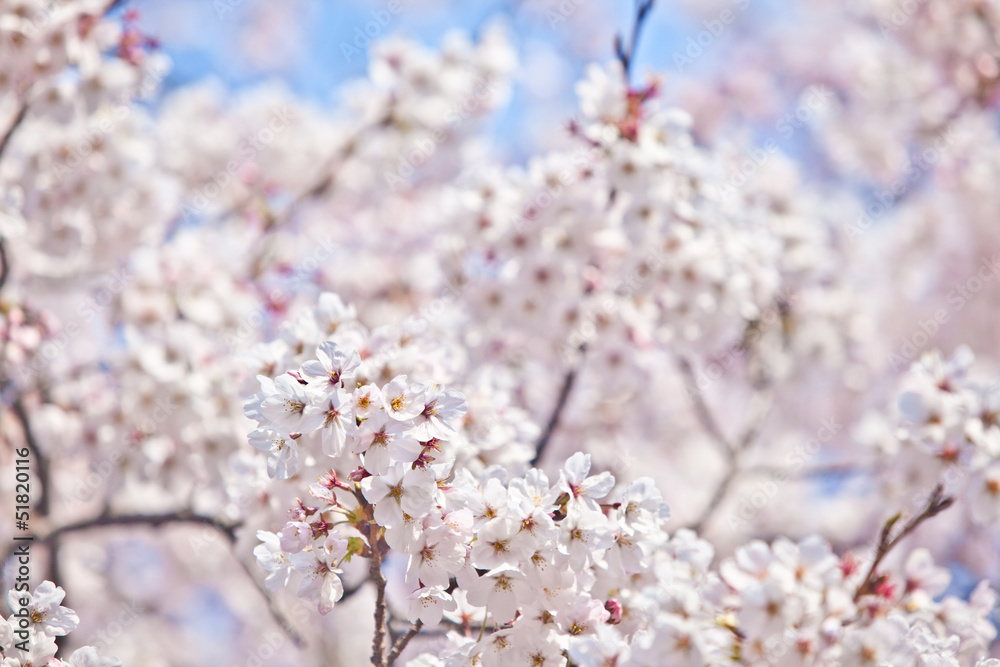 Obraz premium Kirschblüten