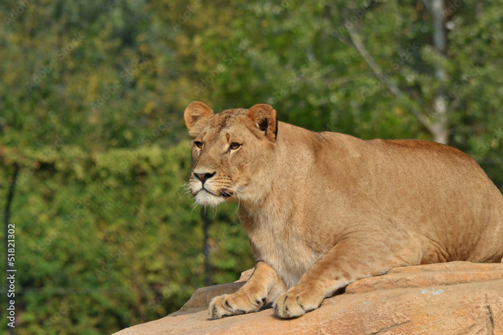 leone leone