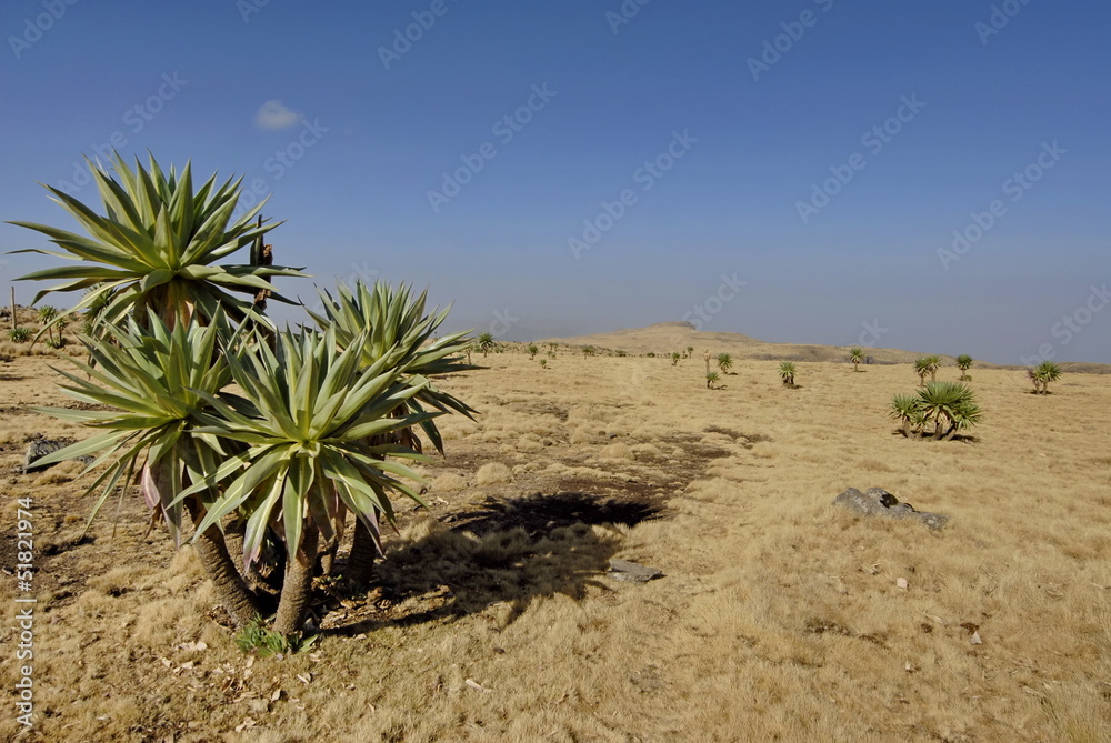 View in Simien mountains with Giant lobelia in the foreground. View in Simien mountains with Giant lobelia in the foreground.