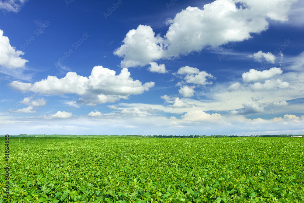 Soybean field