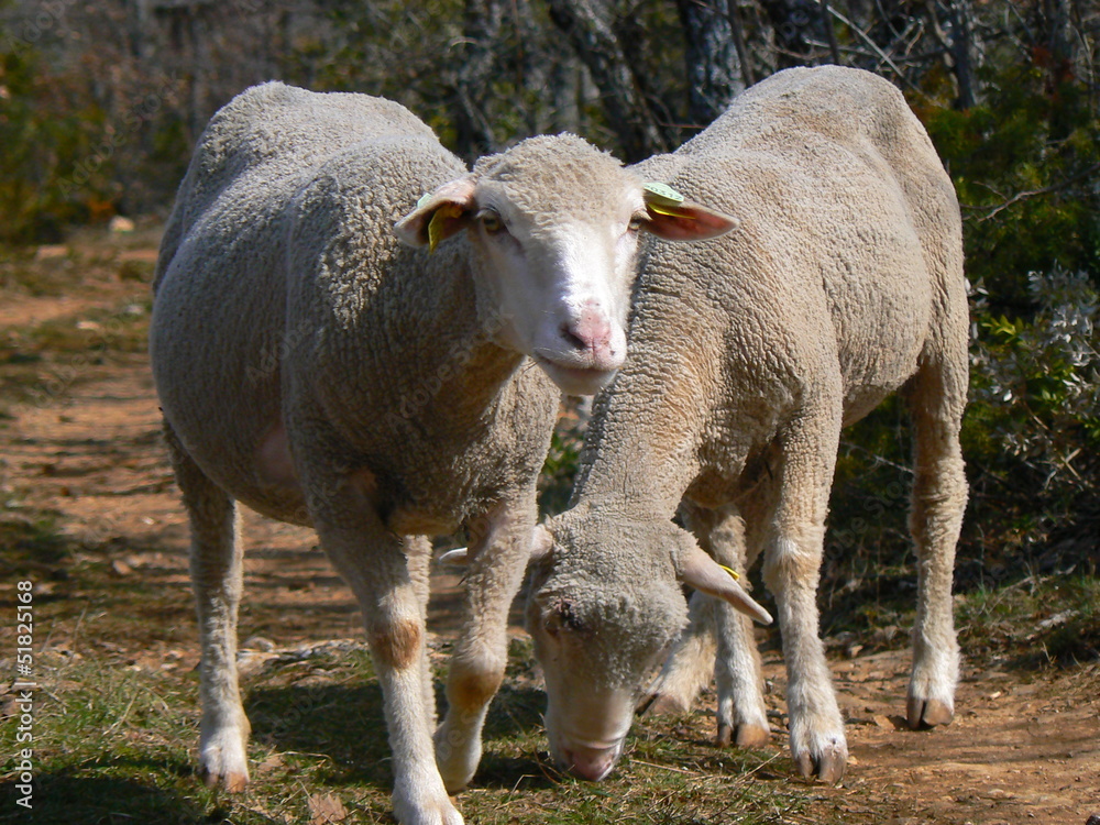 Obraz premium Deux montons