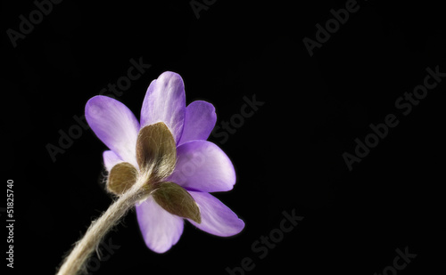 Hepatica