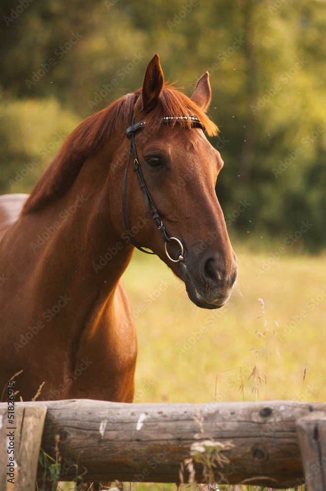 Naklejka premium Horse portrait in summer