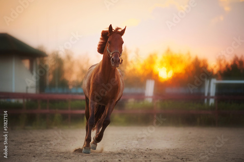 Tela brown horse running at sunset