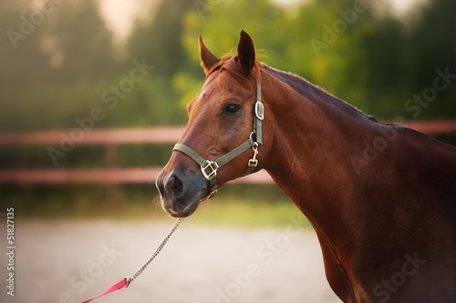 Horse portrait in summer © ksuksa