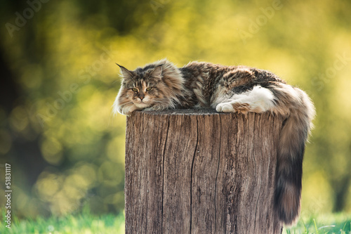 Fototapeta Naklejka Na Ścianę i Meble -  chat sieste