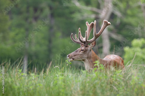 Cerf en velour