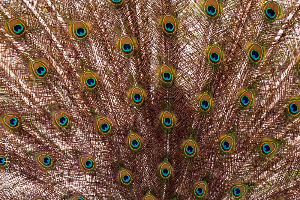 Obraz premium detail plumage peacock - animal abstract photo
