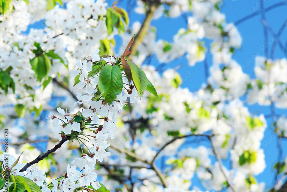 springtime - blossoms cherry tree with blue sky springtime - blossoms cherry tree with blue sky