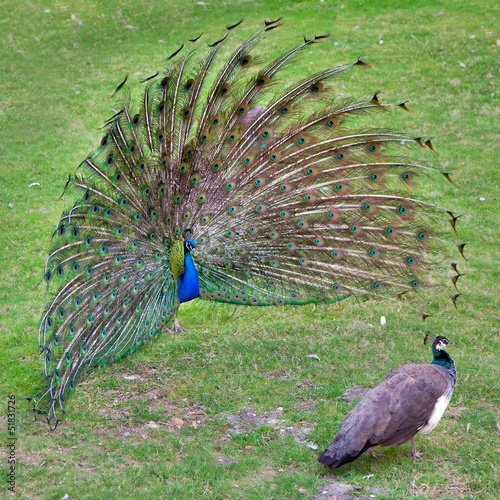 peacock with outstretched plumage with shows near peahen photo