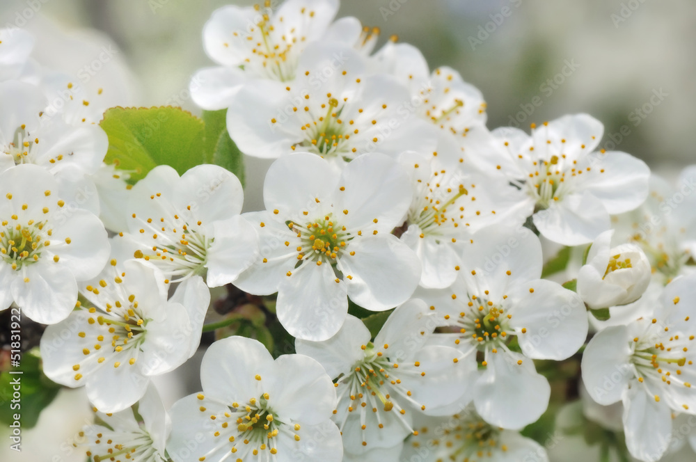 floraison d'un cerisier