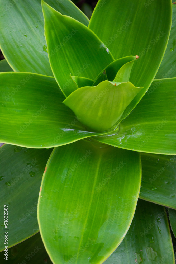 Obraz premium Desert plant