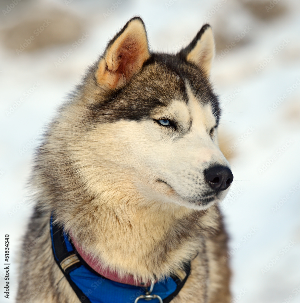 Husky dog