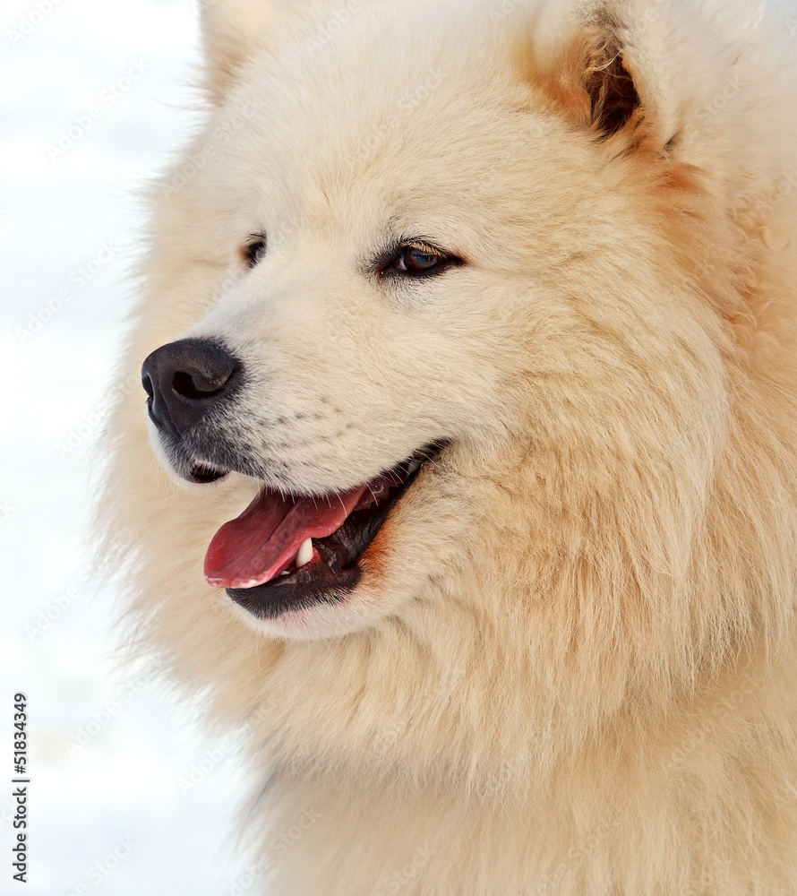 Husky dog