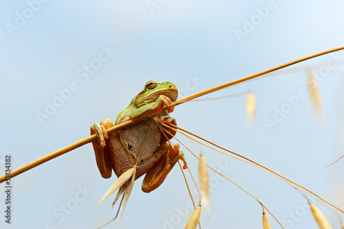 Canvas Print Frog