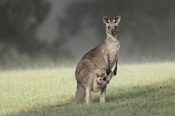 Wandcirkels Kangoeroe Grijze kangoeroe met joey in buidel  © Harley Kingston
