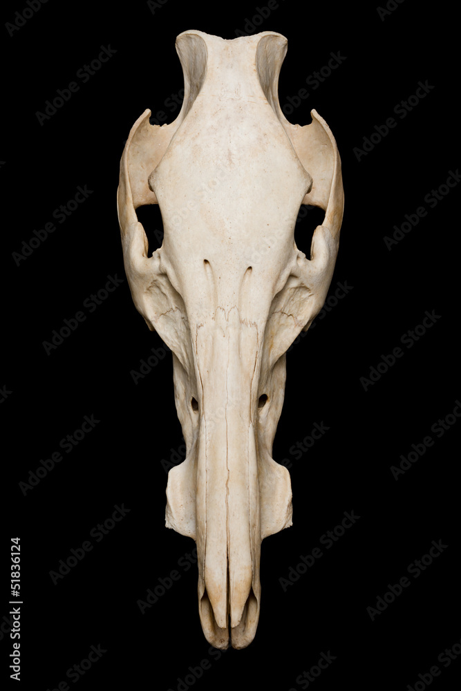 Boar skull Boar skull