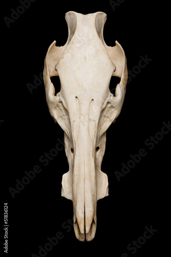 Boar skull