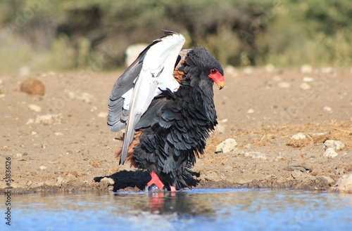 Eagle, Bateleur - African Pose of Pride