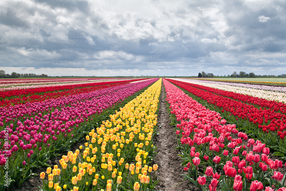many colorful tulips on fields