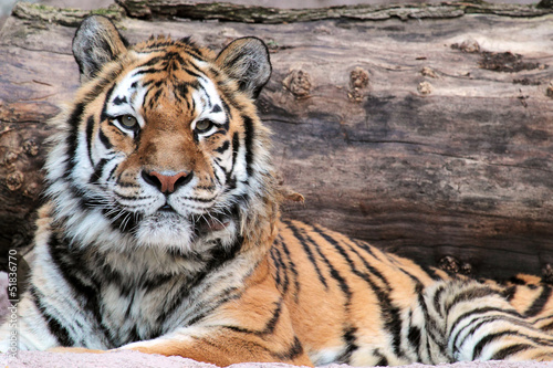 Siberian tiger  Panthera tigris altaica  lying