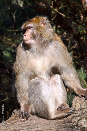 Barbary macaque on the monkey mountain park in Alsace
