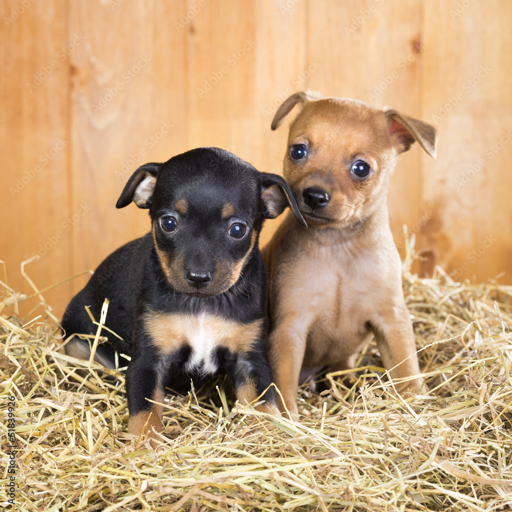 Two Russian Toy Terrier Puppies Stock