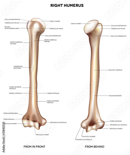 Humerus- upper arm bone