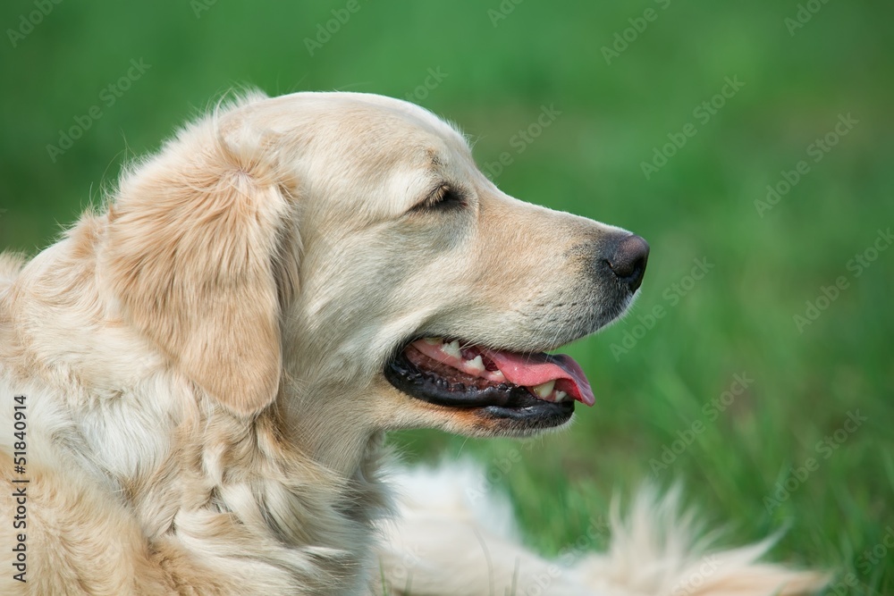 Portrait young beauty dog