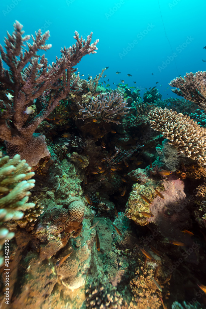 Fototapeta premium The tropical waters of the Red Sea.