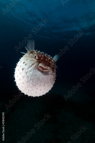 Yellowspotted burrfish using its defense system. © stephan kerkhofs