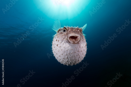 Yellowspotted burrfish using its defense system. photo