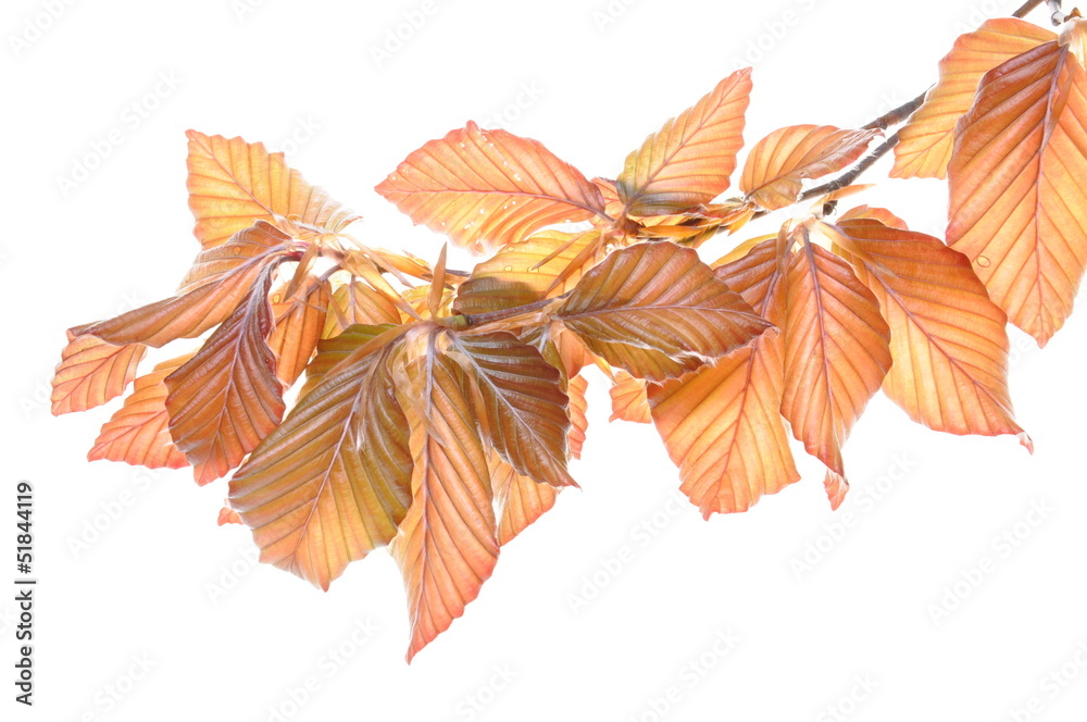Young beech twig isolated on white background Young beech twig isolated on white background