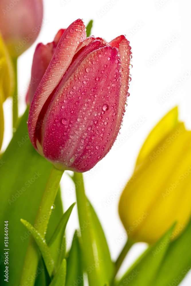 Naklejka premium Tulip flower with dew drops