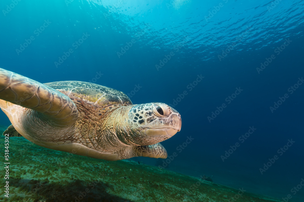 Obraz premium Female green turtle in the Red Sea.