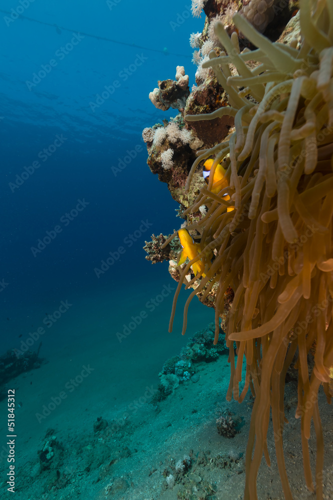 Fototapeta premium Anemone and anemonefish f the Red Sea.