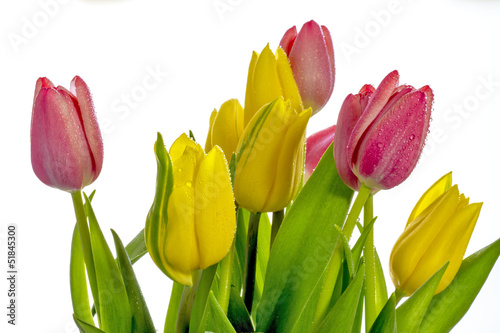 Fototapeta Naklejka Na Ścianę i Meble -  Spring Tulips red and yellow